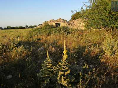 Il paesaggio � puntellato da trulli e masserie "abitati" solo da pipistrelli